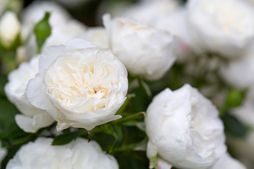 White mophead Hydrangea 'Annabelle' in flower.