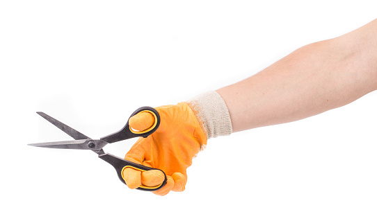 Hand in glove holds a scissors. Isolated on a white background. Close-up.