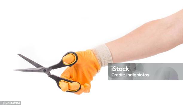 Hand In Glove Holds A Scissors Stock Photo - Download Image Now - Glove, Protective Glove, Scissors