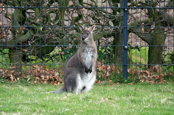 A wallaby living in a garden in Germany. A wallaby is a small or middle-sized macropod native to Australia and New Guinea.