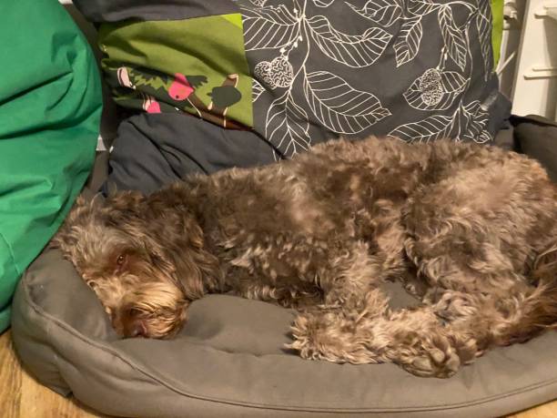 istock Dog snuggles on his dog cushion 1393509224
