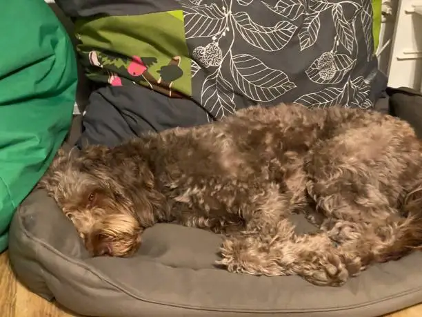 Dog snuggles on his dog cushion