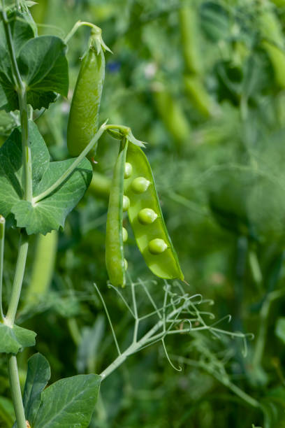 istock agricultural field where green peas are grown 1393509258