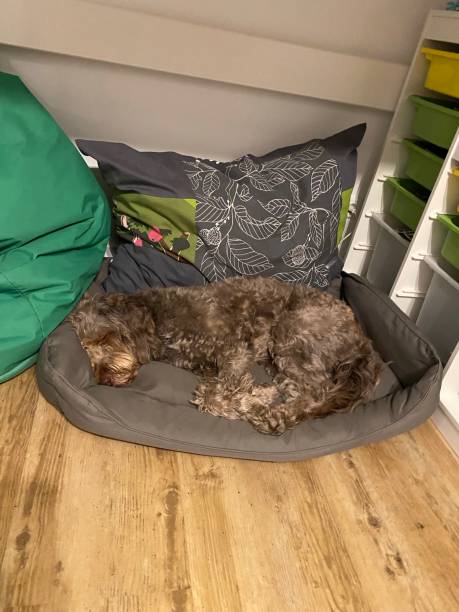 istock Dog snuggles on his dog cushion 1393509575