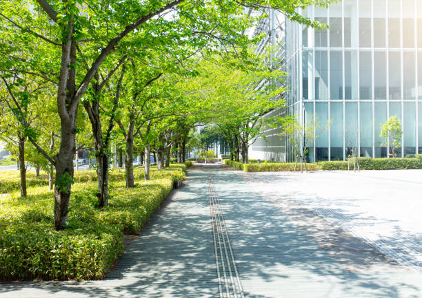 道端の木々 - trees urban ストックフォトと画像