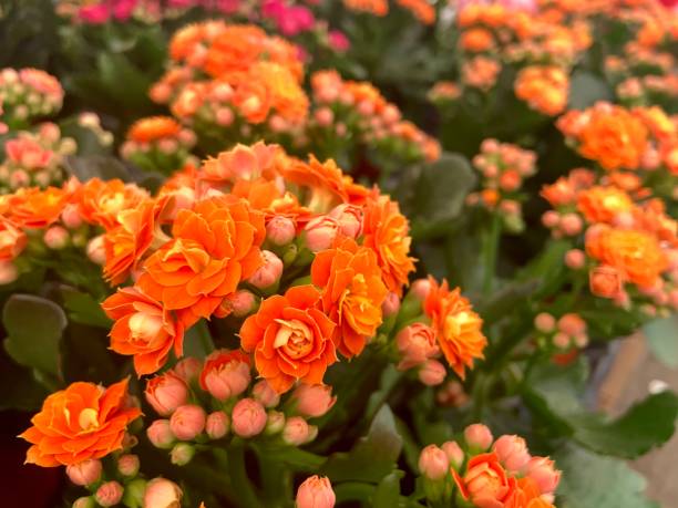 pomarańczowe podwójne kwiaty kalanchoe - kalanchoe zdjęcia i obrazy z banku zdjęć