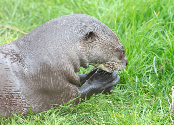 Portrait shot of Eurasian Otter