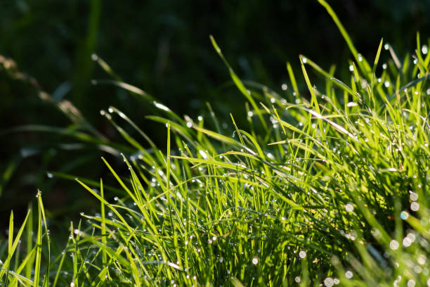 istock dew drops on the grass in the natural environment 1393511680
