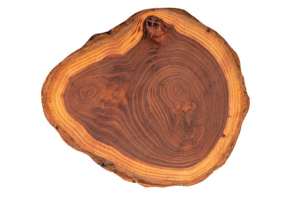 istock Wood Timber Trunk Log on White Background. File with Clipping Path. 1393514609