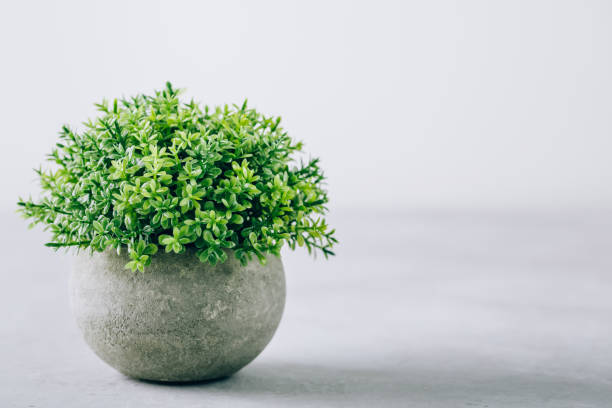 istock Green plant pot succulent on gray stone background 1393517220