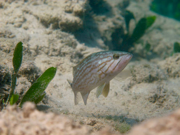 istock Tropical fish in the Mediterranean Sea 1393517426