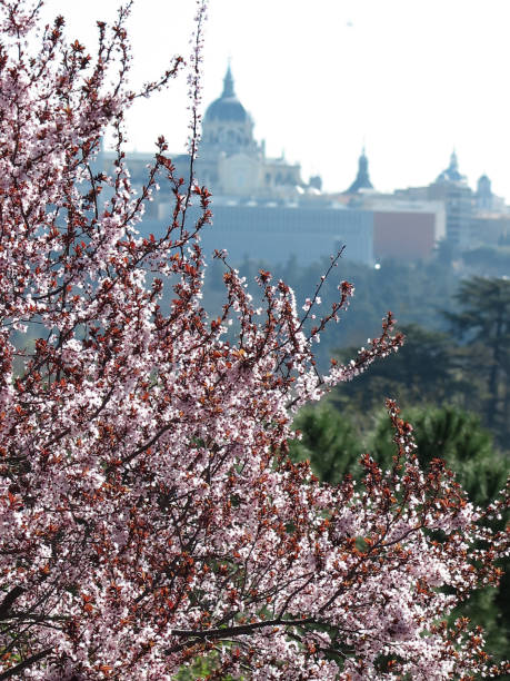 istock Spring in Cathedral de la Almudena , Madrid 1393517853