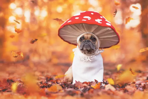 Photo of Funny French Bulldog dog in unique fly agaric mushroom costume standing in orange autumn forest