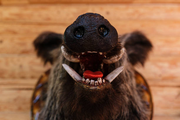 terrible monstruo aterrador con sonrisa espeluznante, cabeza de jabalí. trofeo de caza.. - stuffed animal fotos fotografías e imágenes de stock