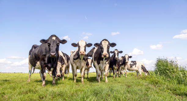 vacas curiosas en grupo, animales lecheros de leche blancos y negros, en un campo verde y un cielo azul - cow field dutch culture netherlands fotografías e imágenes de stock