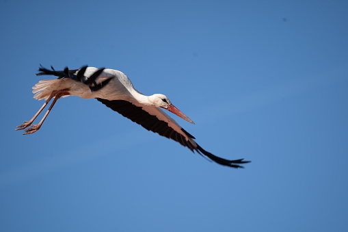 One adult stork flying from nest at clear blue sky on sunny day, side view