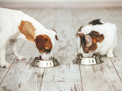 El gato y el perro comen comida del tazón photo