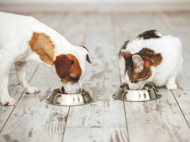 el gato y el perro comen comida del tazón - healthy feeding fotografías e imágenes de stock