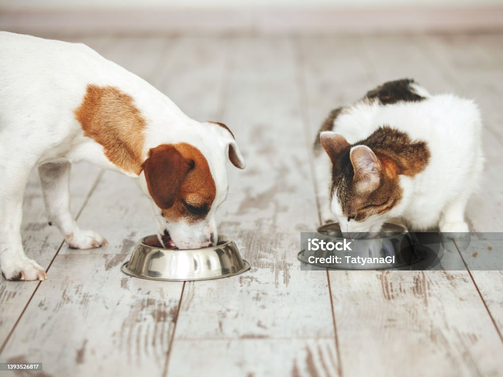 Cat and dog eats food from bowl Pet eating foot. Cat and dog eats food from bowl Dog Stock Photo