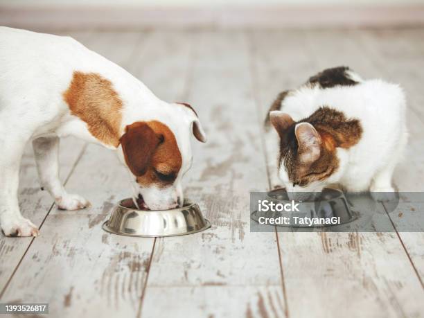 Cat And Dog Eats Food From Bowl Stock Photo - Download Image Now - Dog, Undomesticated Cat, Eating