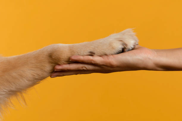 istock Holding Dog Paw 1393527024