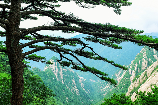 Pine tree in Huangshan Mountain