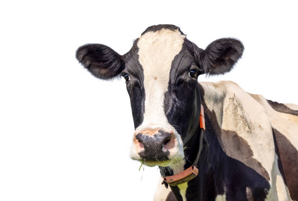 istock Cute cow isolated on white, black and white looking friendly, pink nose, happy front view 1393531877