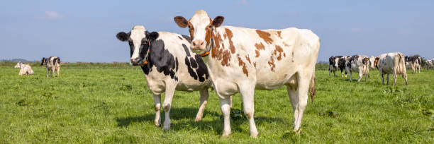 istock 2 cows black red and white, standing upright side by side in a field, looking curious in front view 1393531886