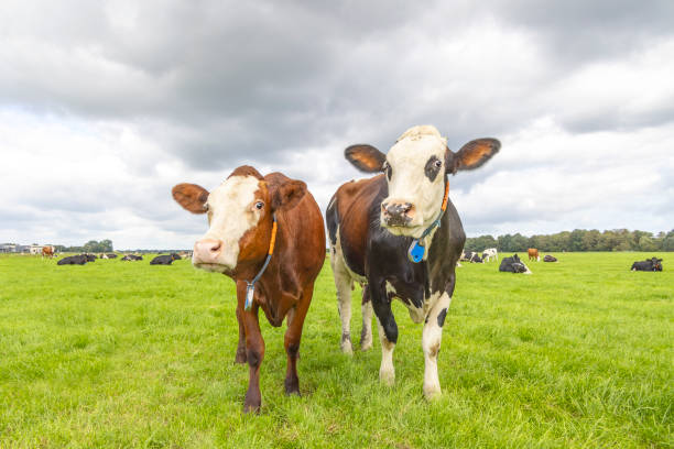 istock Two cows, standing in a pasture under a blue sky, cheeky sassy looking happy together 1393531892