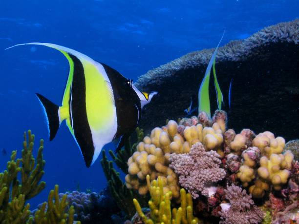 istock Coral reef in Australia 1393532182