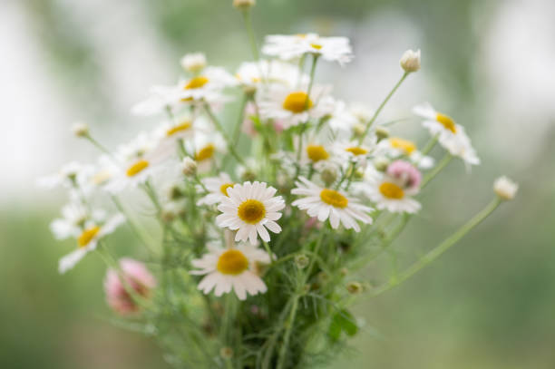 istock Gentle chamomile flowers bouquet against green unfocused background 1393532406