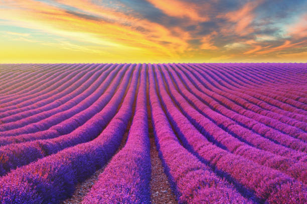 istock Lavander field in Provence at sunset 1393533736
