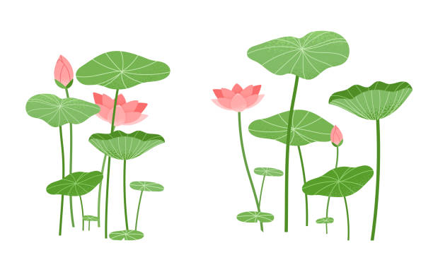 lotusblüten- und lotusblattelemente isoliert auf weißem hintergrund. - lily pad bloom stock-grafiken, -clipart, -cartoons und -symbole