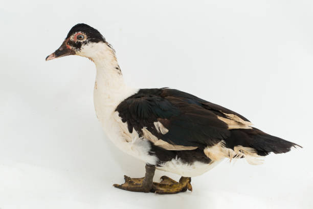 istock muscovy duck  on white background 1393537272