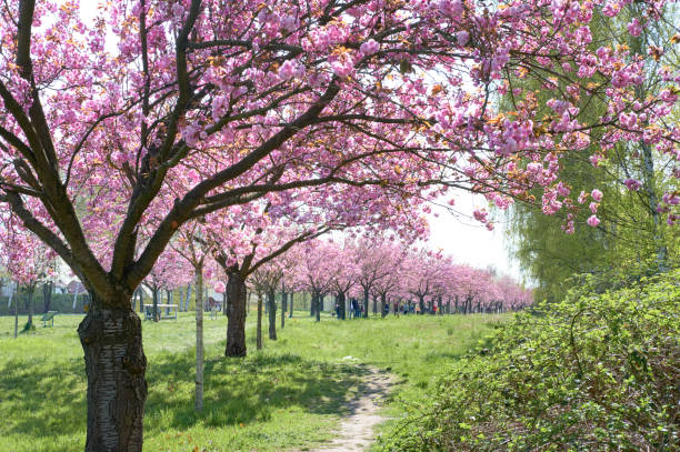 kirschblüten, rosa sakura-bäume in der tv-asahi-allee in teltow, berlin, deutschland - teltow stock-fotos und bilder