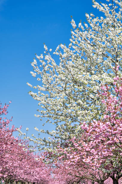 rosa sakura, kirschblüten und weiße apfelzweige an hellen tagen. blühende bäume im öffentlichen park in teltow, berlin - teltow stock-fotos und bilder