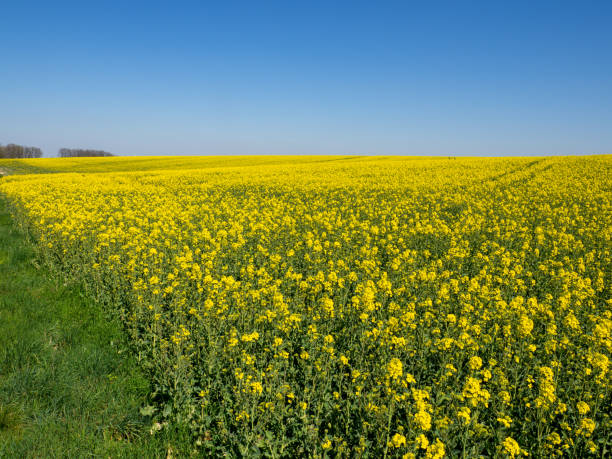 istock rapeseed field blooms in spring 1393538266
