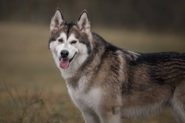 istock Alaskan malamute in autumn meadow 1393538366