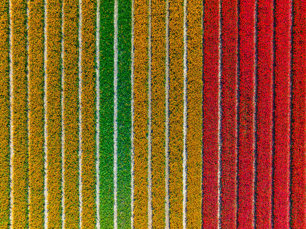 istock Tulips growing in agricutlural fields during springtime seen from above 1393541817