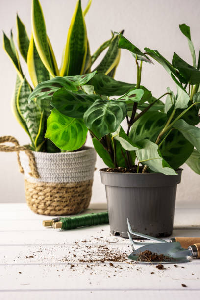istock Two green houseplants pot indoors 1393542041