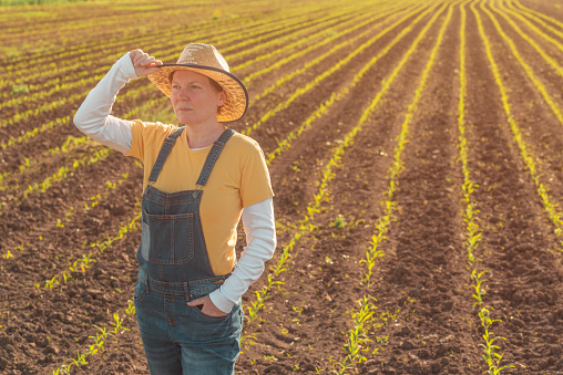 Portrait of female corn farmer in cultivated maize field wearing straw hat and jeans bib overalls and standing among young crop seedlings