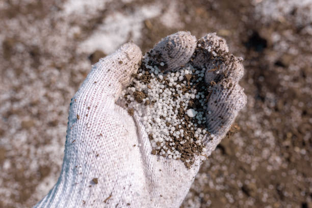 istock Farmer holding granular NPK soil fertilizer in hand 1393542139