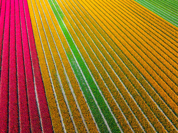 Red and yellow tulips growing in agricultural fields in the Noordoospolder in Flevoland, The Netherlands, during springtime seen from above with line patterns in the flowerbeds. The Noordoostpolder is a polder in the former Zuiderzee designed initially to create more land for farming.