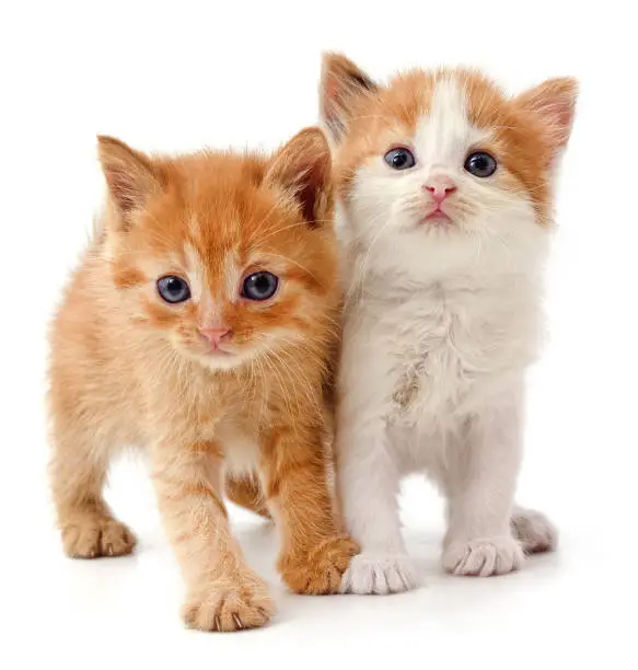 Two red kittens isolated on a white background.
