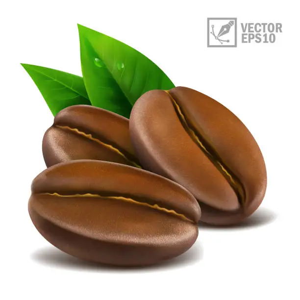 Vector illustration of 3d realistic macro set of three coffee beans with leaves