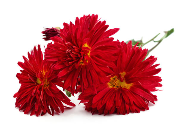 istock Bouquet of red chrysanthemums. 1393547896
