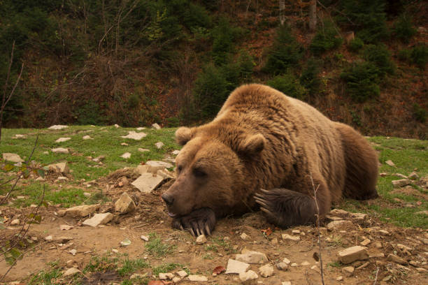 Eurasian brown bear (Ursus arctos) or European brown bear amongst vegetation in the Alutaguse Forest, Laane-Viru County, Estonia