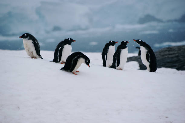 istock group of Gentoo penguins at Petermann Island, 1393550437