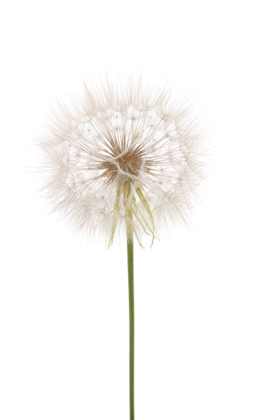 istock One wild blowball. 1393550520