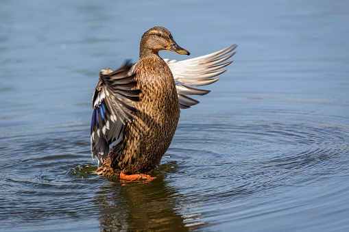 A duck standing in blue water waving its wings. Sunny spring day by a lake.